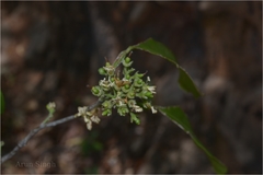 Pleiospermium alatum